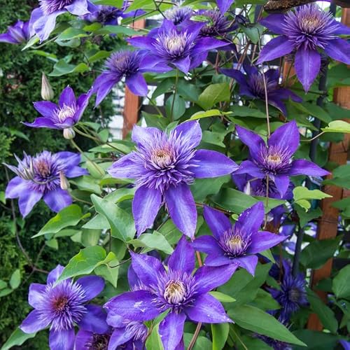 Multi Blue Clematis Flower Plant, 2.5 Inch Pot Clematis Vine Plants Live, Clematis Vine Live Clematis Flower Plants in Pot, Clematis Flower Vine Starter Plant, Perennial Clematis Flower Live Plant - Thumbnail 4