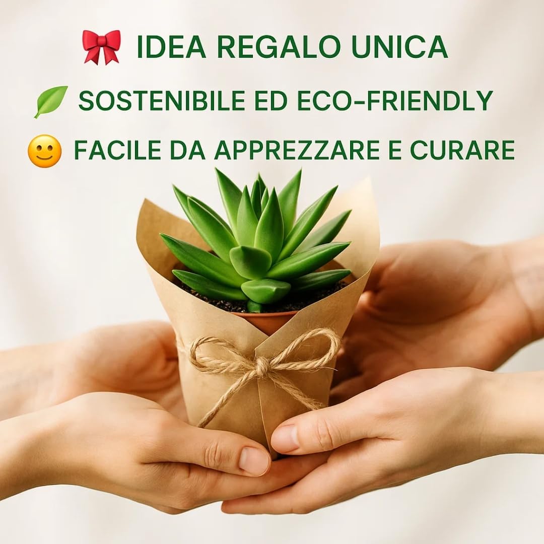 Set di 20 Piante Grasse Vere Senza Spine, Vaso 5,5cm, Mini Piantine da Interno ed Esterno - Piante Succulente Ideali per Scrivania, Casa e Ufficio - Le piantine variano in base alla disponibilità