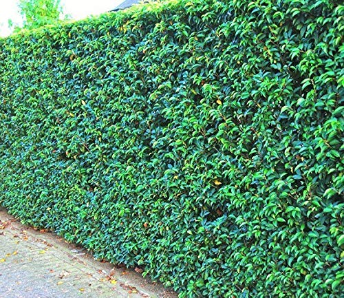 Portogiesischer Kirschlorbeer 50 Stck Prunus Lusitanica 15-25 cm  Lorbeerkirsche Pflanzware : Amazon.de: Garten