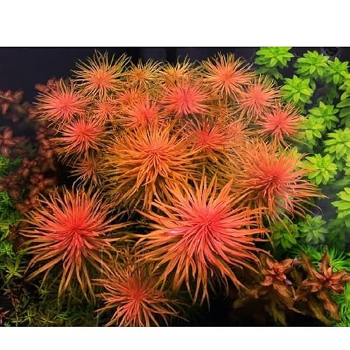 6 Rotala Wallichii Live Aquarium Plant Stems #TOP3