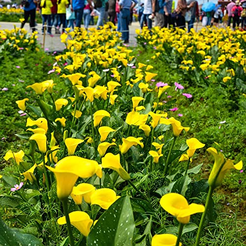 Bulbos de lirio de cala - balcón resistentes jardín rocas 8pcs