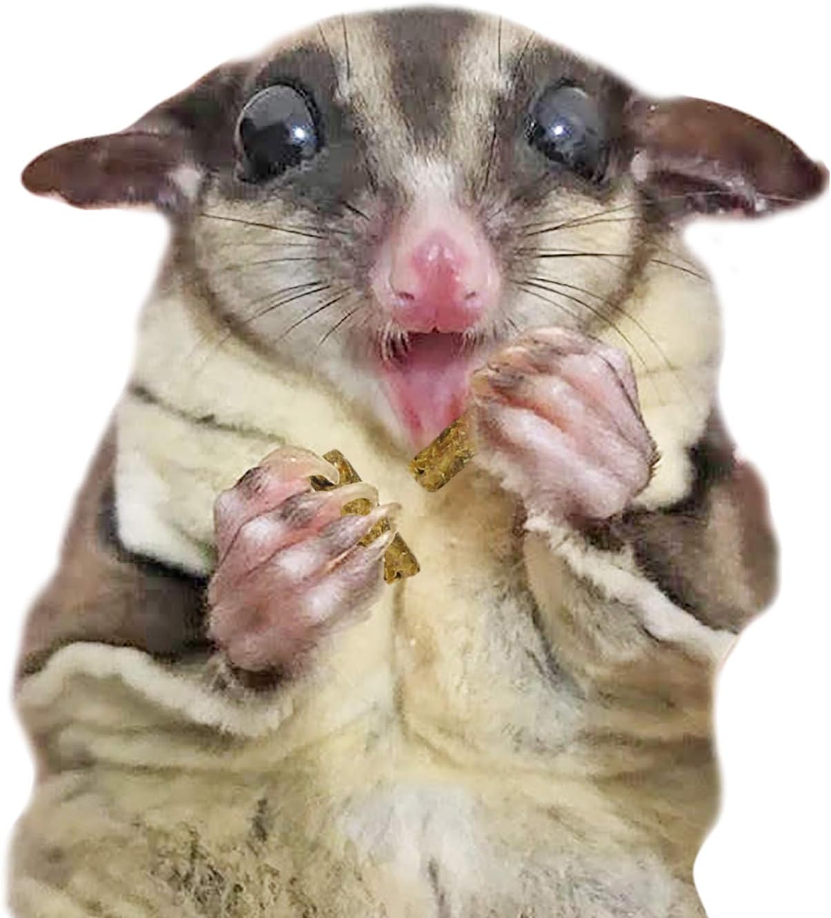 Glider Complete (1.75 lb.) - Healthy High Protein Nutritionally Complete Staple Diet Sugar Glider Food