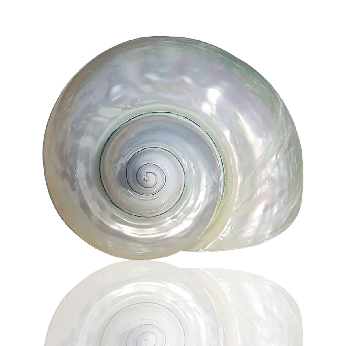 YKMYXZ shells， Decorative Beike Various Sizesfor Weddings, Home Decor, Hermit Crab, Aquarium(7~8cm)
