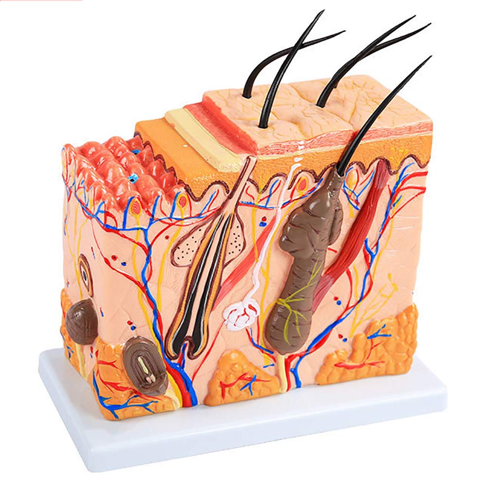 Modèle anatomique de la peau: structure cutanée 3D pour enseignement médical