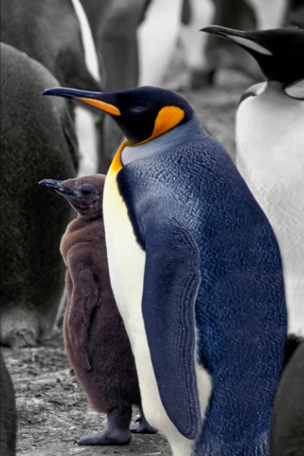 King Penguin and Chick. Falkland Islands.: Animal themed 120 page, lined notebook. 6 x 9 inches in size