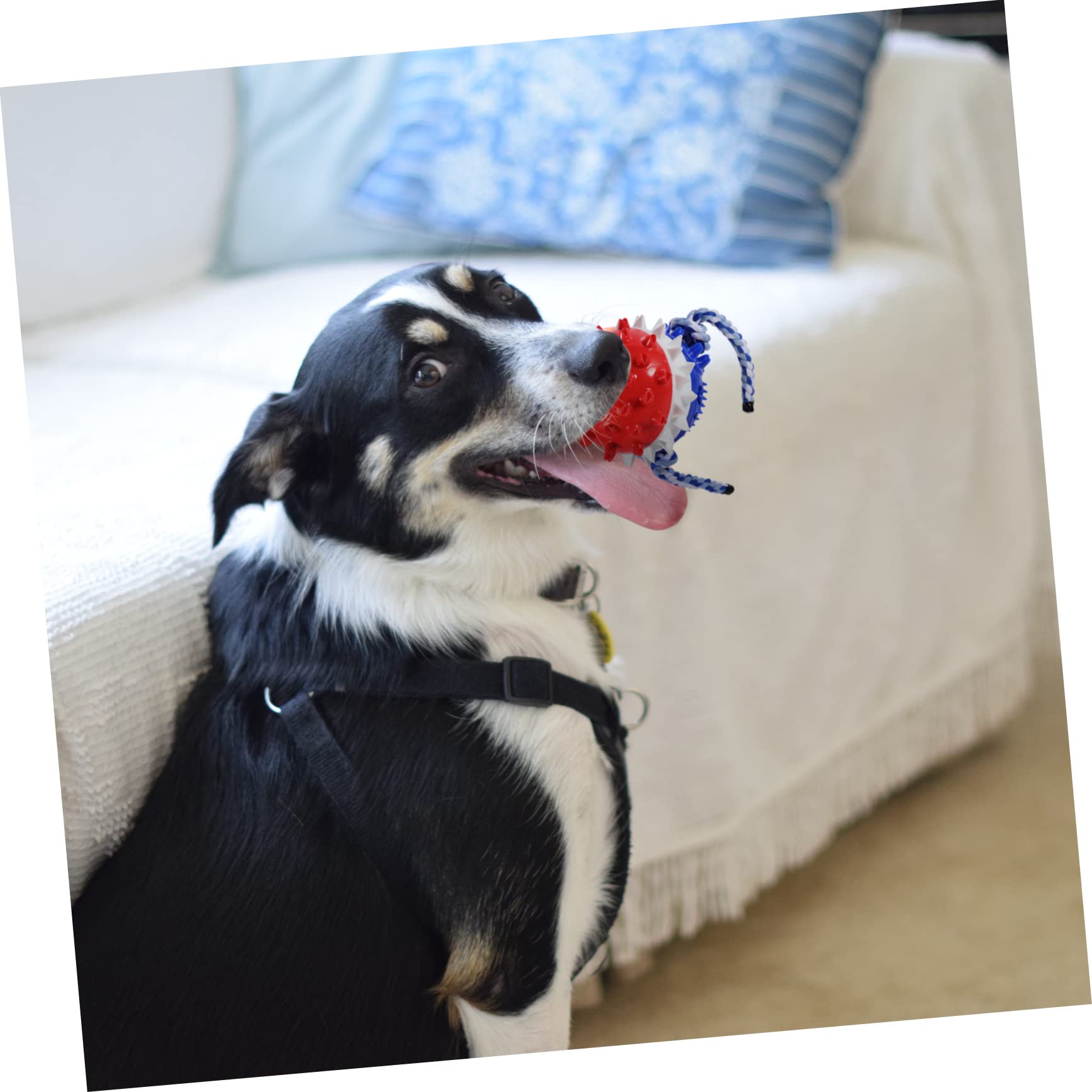 Beaupretty Lot De 2 Jouets À Mâcher pour Chiens Sûrs Et Interactifs pour Le Nettoyage des Dents des Chiots