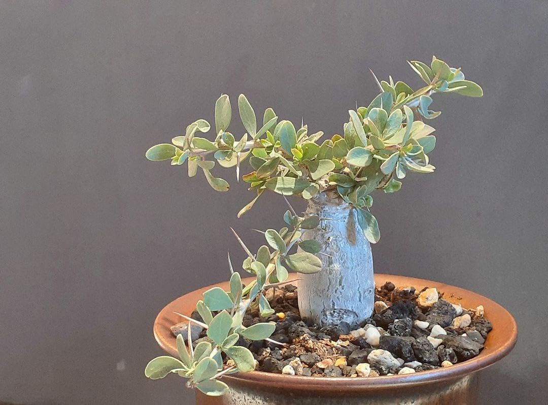 Amazon.co.jp: 実生8年 フォークイエリア コルムナリス 観峰玉  