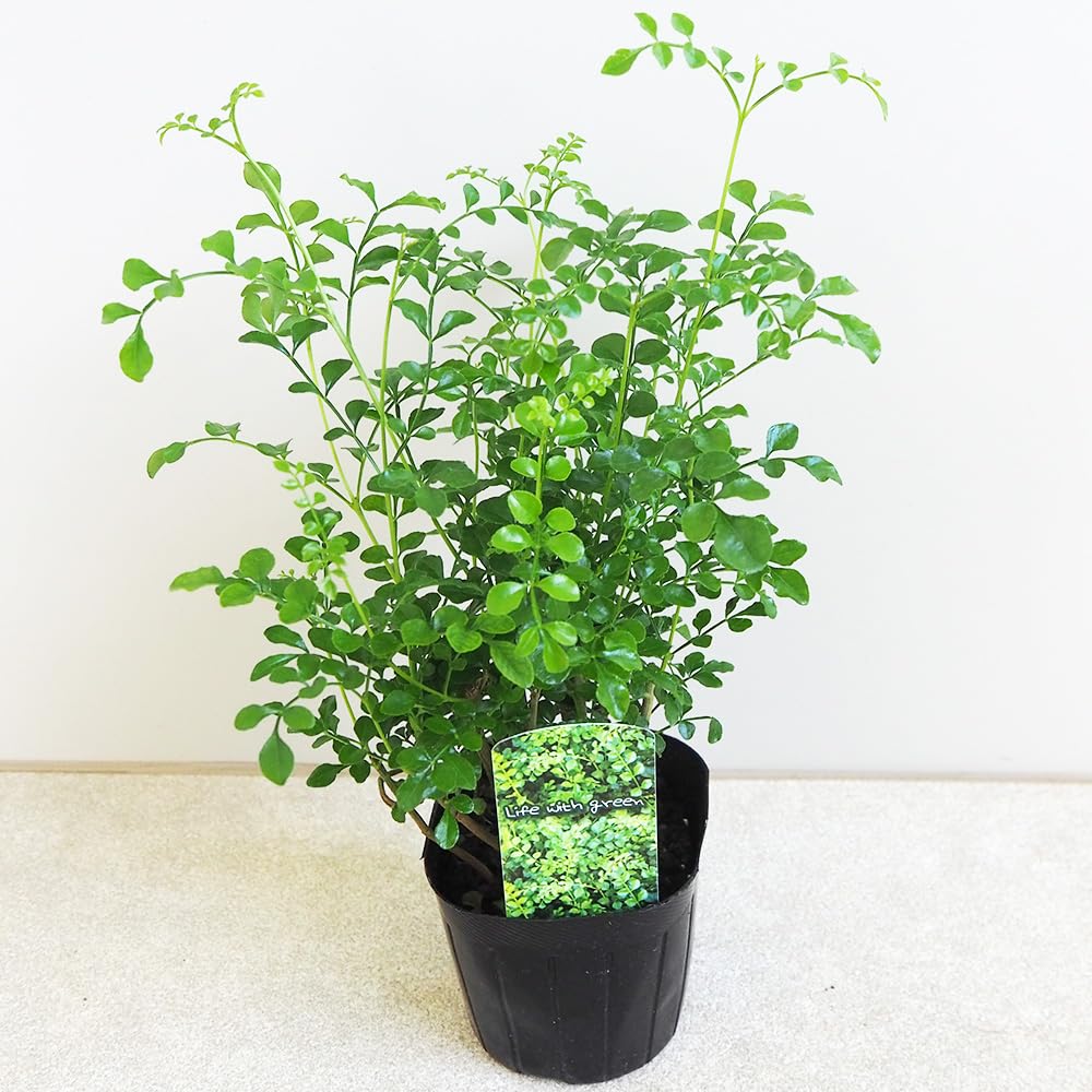 Amazon.co.jp: シマトネリコ 3号 1個売り【品種で選べる観葉植物】学名 Amazon.co.jp: シマトネリコ 3号 1個売り【品種で選べる観葉植物】学名