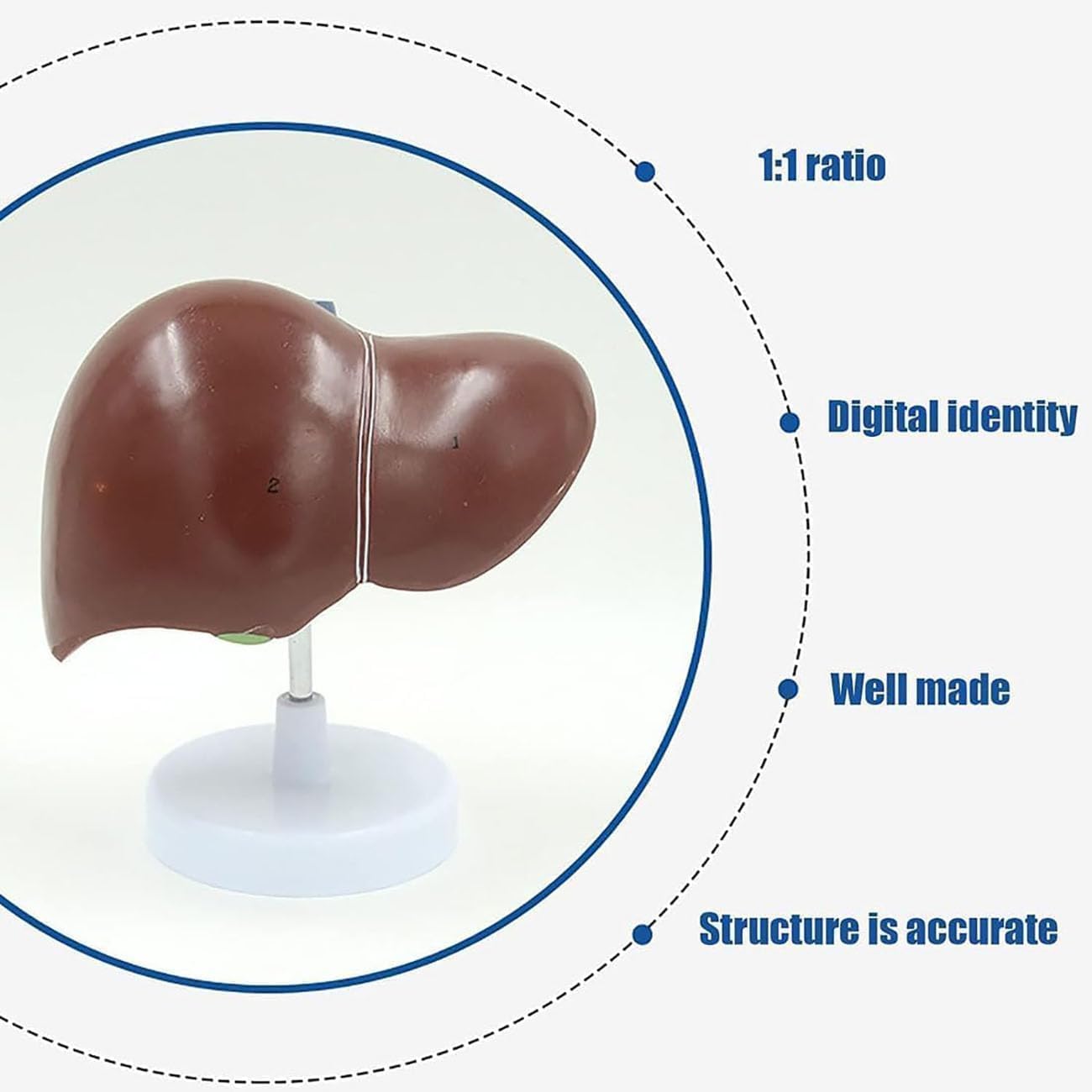 Modello di anatomia del fegato umano - Strumento didattico dettagliato per la patologia del pancreas e la dissezione del fegato per educazione medica, studenti e professionisti