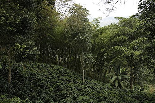 Colombian Medellin From The Santa Barbara Estate Excelso E/P Coffee Beans, 15/16 (Light Roast (City), 2 Pounds Whole Beans) #TOP3