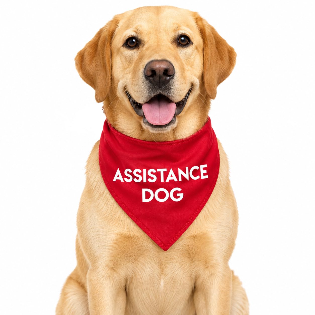 Spoilt Rotten Pets Assistance Dog Alert Bandana