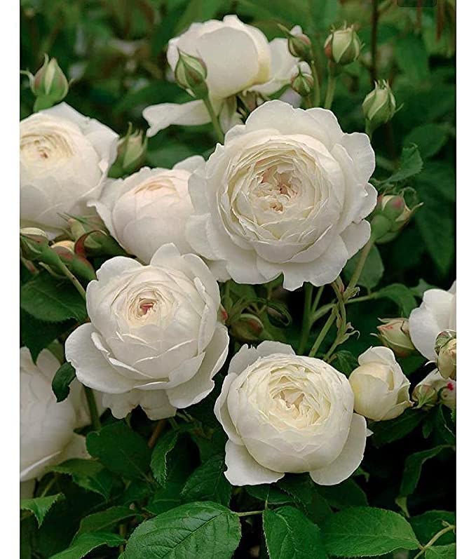 Rose Reda Reda garden rose white flowering 1 live plant : Amazon.in: Garden ...