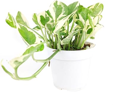 Pothos NJoy 4" Grower Pot - Low Light and Healthy Houseplant - Easy to Care Indoor Houseplant