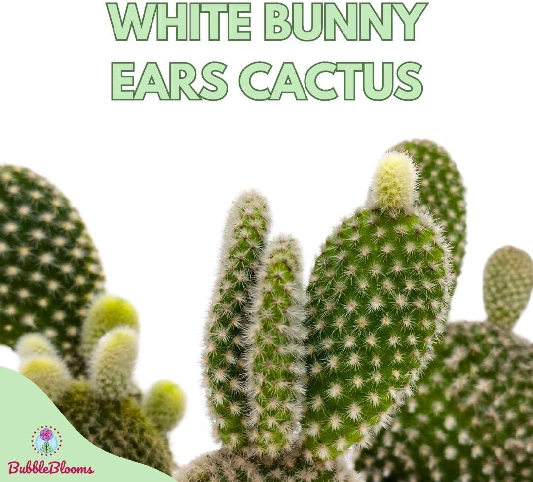 BubbleBlooms White Bunny Ears Cactus, 2 inch Set of 3, Opuntia microdasys, Angel's Wings Tiny Mini Pixie Plants