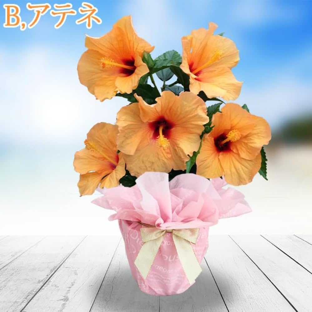 ハイビスカス　インドアハイビスカス　サニーシティ　5寸鉢ごと　苗 植物 Amazon.co.jp: World Fantasy Garden ギフト 花 鉢植え インドア