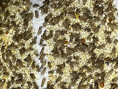 コオロギ SSサイズ3mm-5mm 200匹+20％ ネコポス発送 生き餌 ヨーロッパイエコオロギの画像