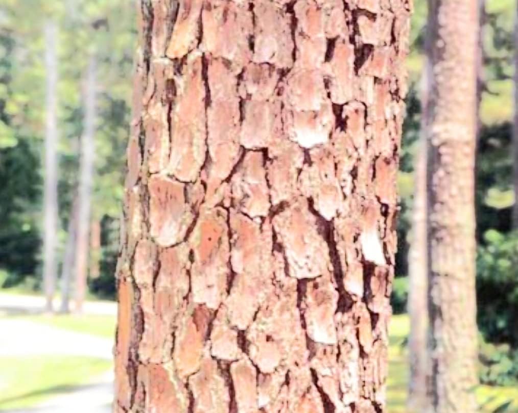 Qty 25 Organic Loblolly Pine | Pinus Taeda | Naturally Sprouted Starter Pine Tree Seedlings 6" to 12" inch