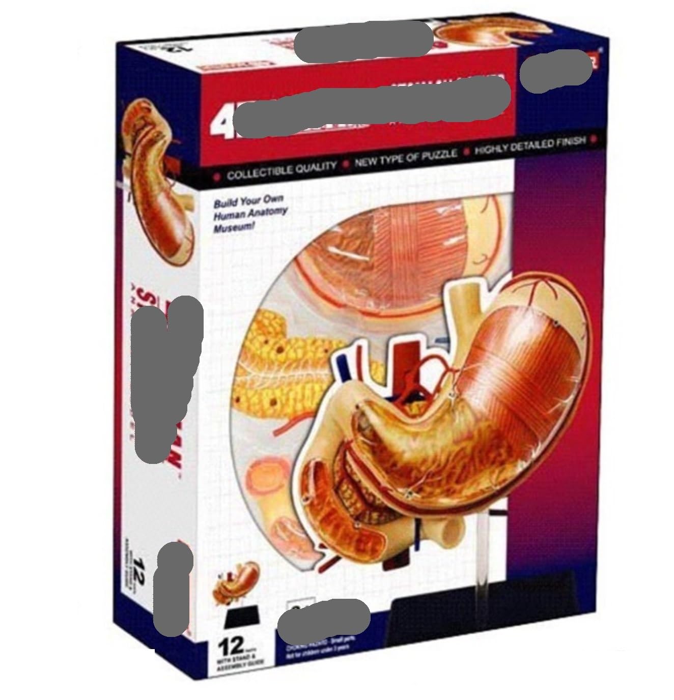 Anatomía De La Educación Modelo De Anatomía Órganos del Estómago Anatómico Humanos Desmontable 12 Piezas Humana Muñeca de Anatomía
