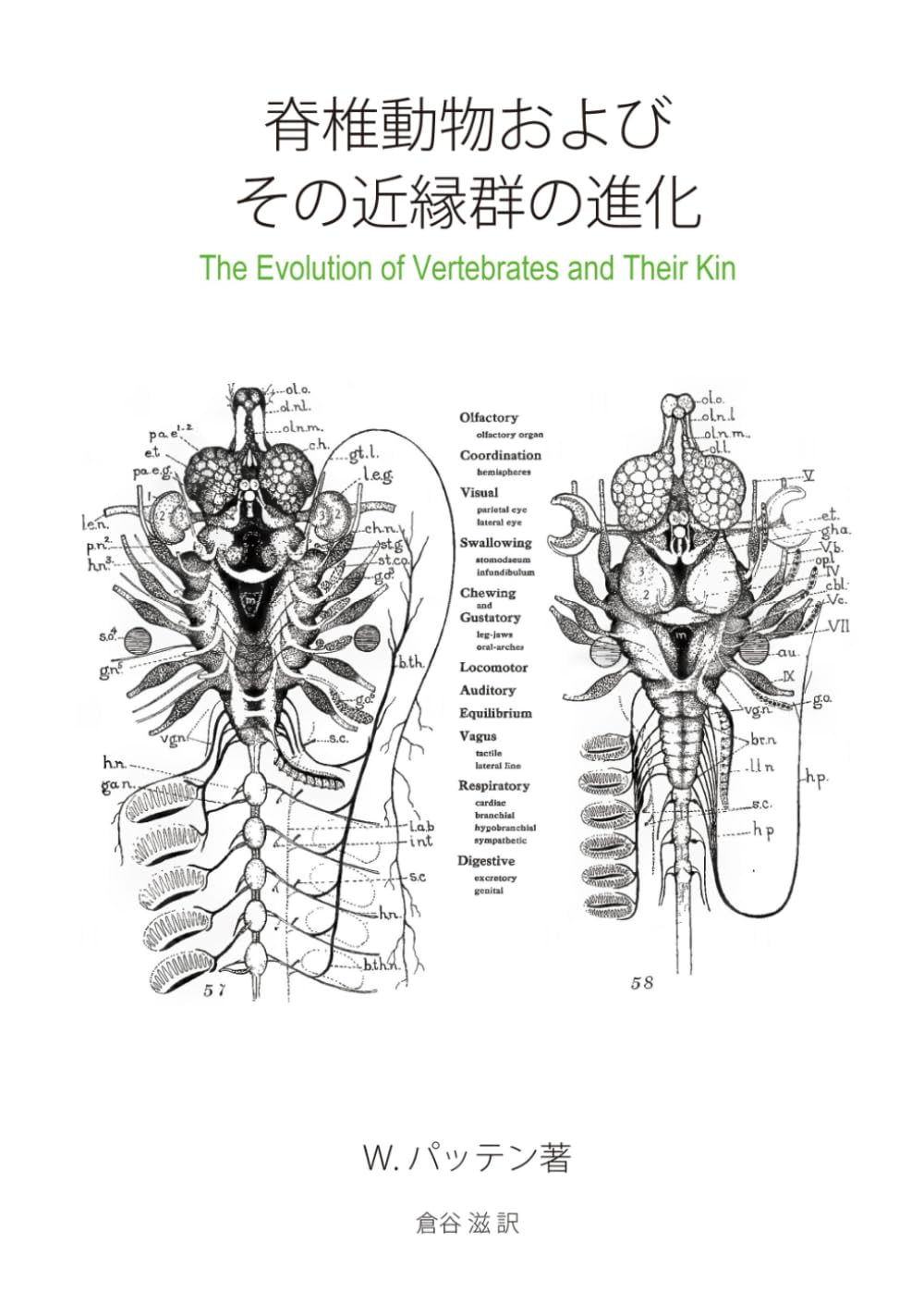 脊椎動物およびその近縁群の進化