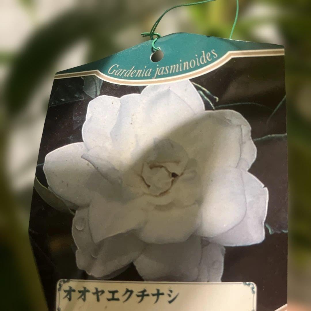 クチナシ苗木現品花蕾付き10号鉢高約100cm品種名　オオヤエクチナシ5/28 Amazon.co.jp: クチナシ苗木現品花蕾付き10号鉢高約100cm品種名 オオヤ