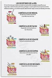 Receptores De La Piel Poster - Skin Receptors Sensory Neurons Chart (3) Canvas Painting for Living Room Bedroom Decor 12x18inch(30x45cm) Unframe-style