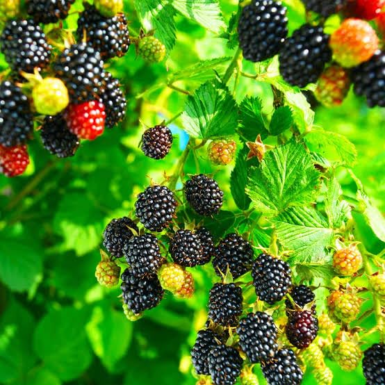 Blackberry/Berry Sweet Fruit Tree Hybrid Grafted Most Popular BlackBerry Fruit High Yield Hybrid Rare Tropical Fruit Live Plant Japanese Sweet Black Beauty Fruit. (B0CLK8JZPF) Amazon Price History, Amazon Price Tracker