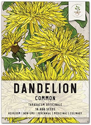 Seed Needs, 10,000+ Common Dandelion Herb Seeds for Planting (Taraxacum officinale) - Non-GMO - Bulk