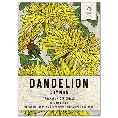 How to Grow Dandelions A Comprehensive Guide Garden Super Power