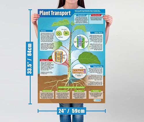 Miniatura 3 de Transporte de plantas  Pósteres científicos  Papel brillante laminado que mide 33 x 23.5 pulgadas  Gráficos STEM para el aula  Gráficos educativos