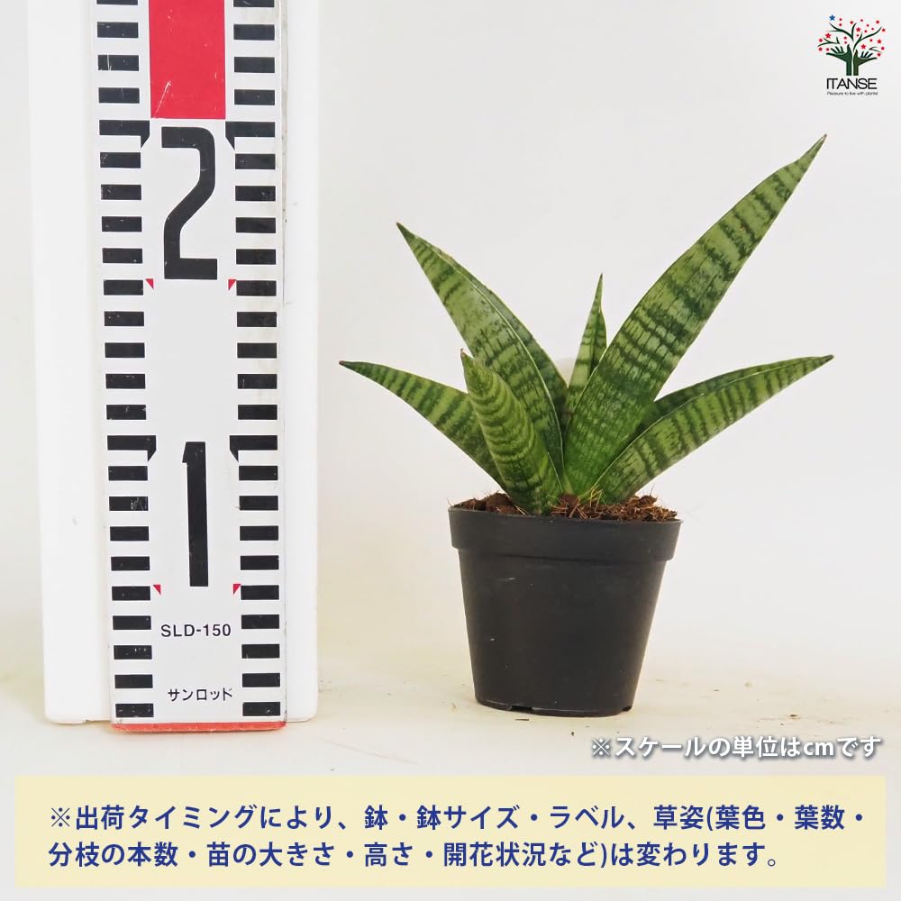 サンスベリア・ディアブロ Sansevieria Diablo Sansevieria