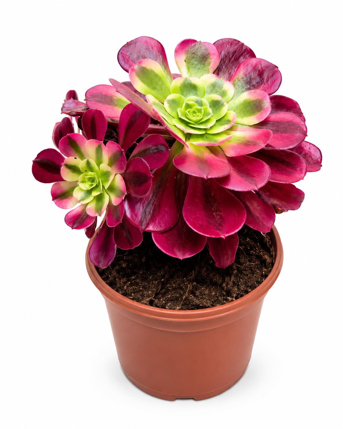 POWERS TO FLOWERS - AEONIUM PINK WITCH, vaso 15cm diametro, pianta vera