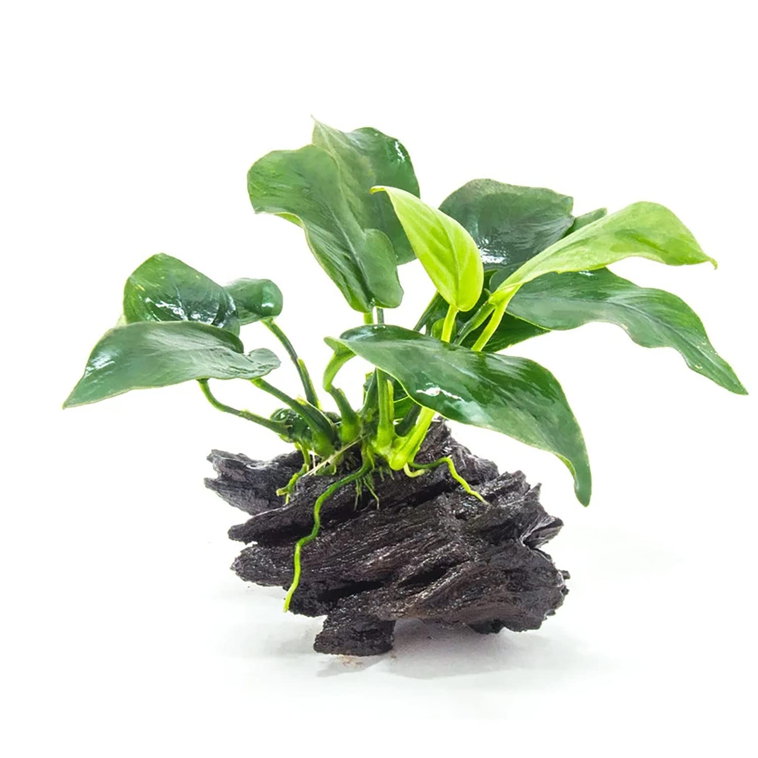 Anubias nana rooted on driftwood