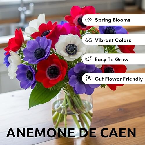 Miniatura 5 de 5 bombillas de flores Anemone "De Caen" para plantar | Multicolor Mix | Barcos de Iowa, Estados Unidos | Planta en otoño. Bombillas de flores