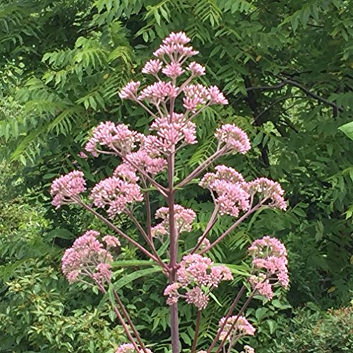 Spotted Joe Pye Weed Seed Bombs, Bulk Seed Balls For Fall Planting (Eutrochium Maculatum) (50) #TOP1