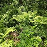 Helecho avestruz - helechos - Minijardín orgánico con de oficina semillas de helecho sostenibles decoraciones jardín resistentes jardín, oficina 200semillas