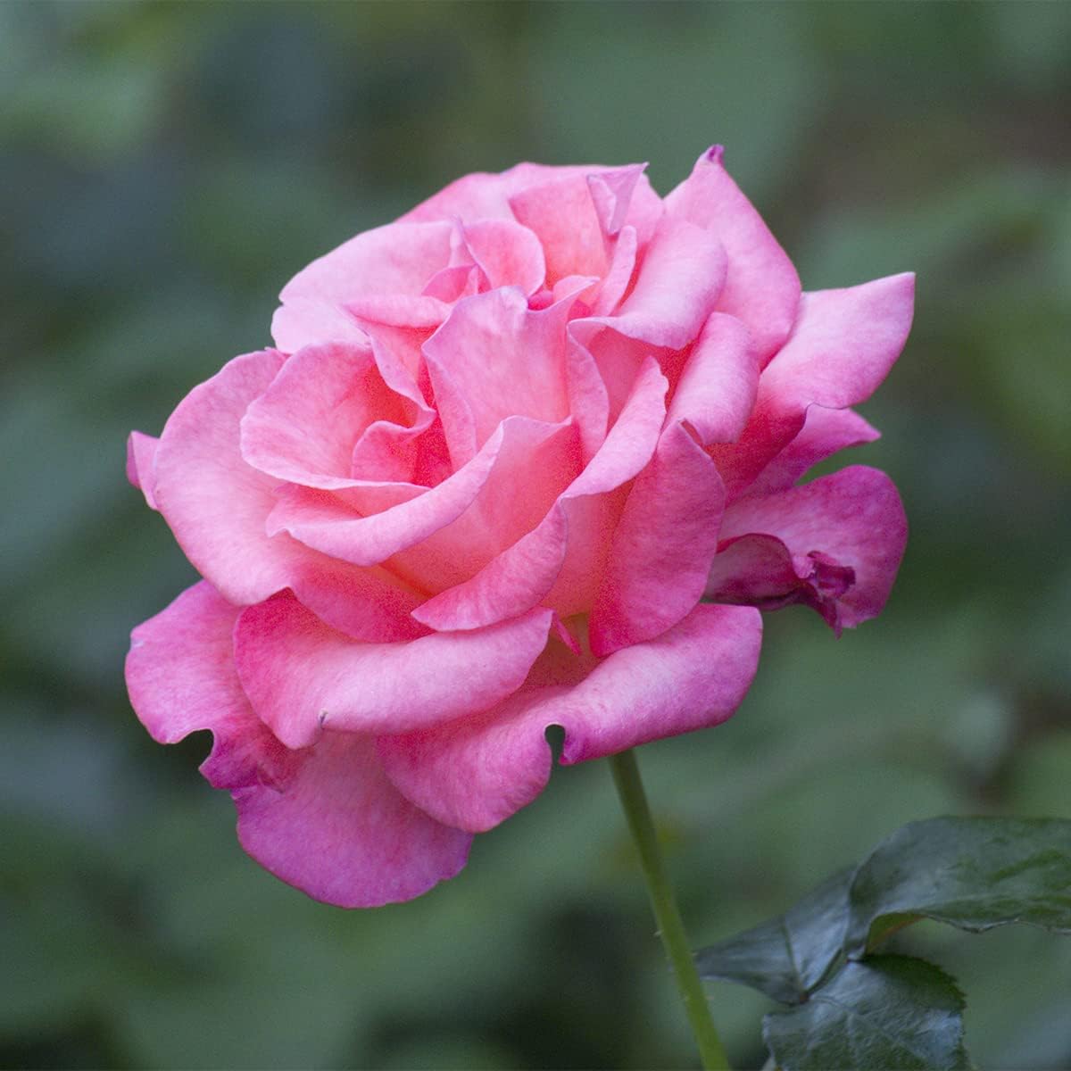 Van Zyverden Roses Queen Elizabeth 1 Root Stock