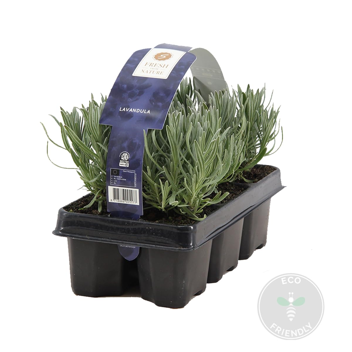 Bloomique - Set di 6 - Lavandula Angustifolia - Pianta di Lavanda - Pianta da Giardino - Resistente al Freddo - Alta 15-20 cm - Zolla da 7 cm