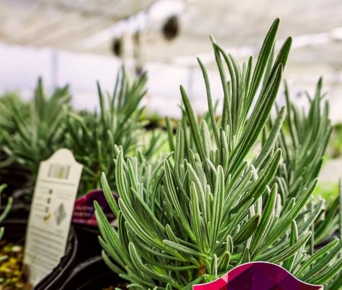 Greenwood Nursery: Live Perennial Plants - Phenomenal Lavender + Lavandula