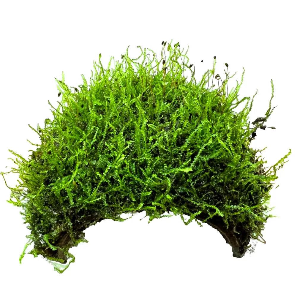 3 Holed Moss Coconut with Moss - Adds Colour and shelter