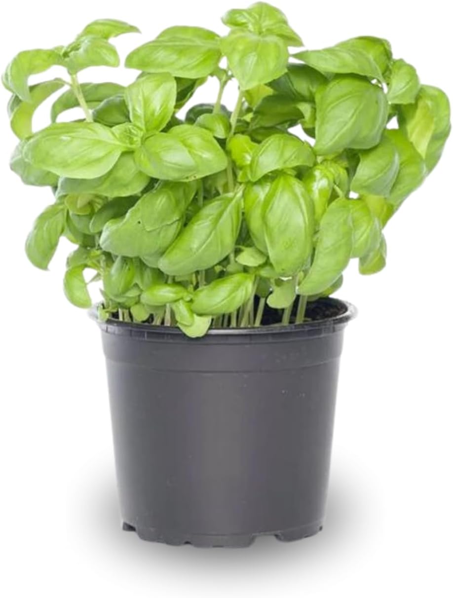 4 Live Basil Plants Sweet Basil Plants Live from 4 to 6 Inc Tall, Basil Plant Live Pot