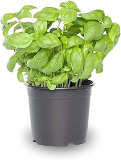 4 Live Basil Plants Sweet Basil Plants Live from 4 to 6 Inc Tall, Basil ...