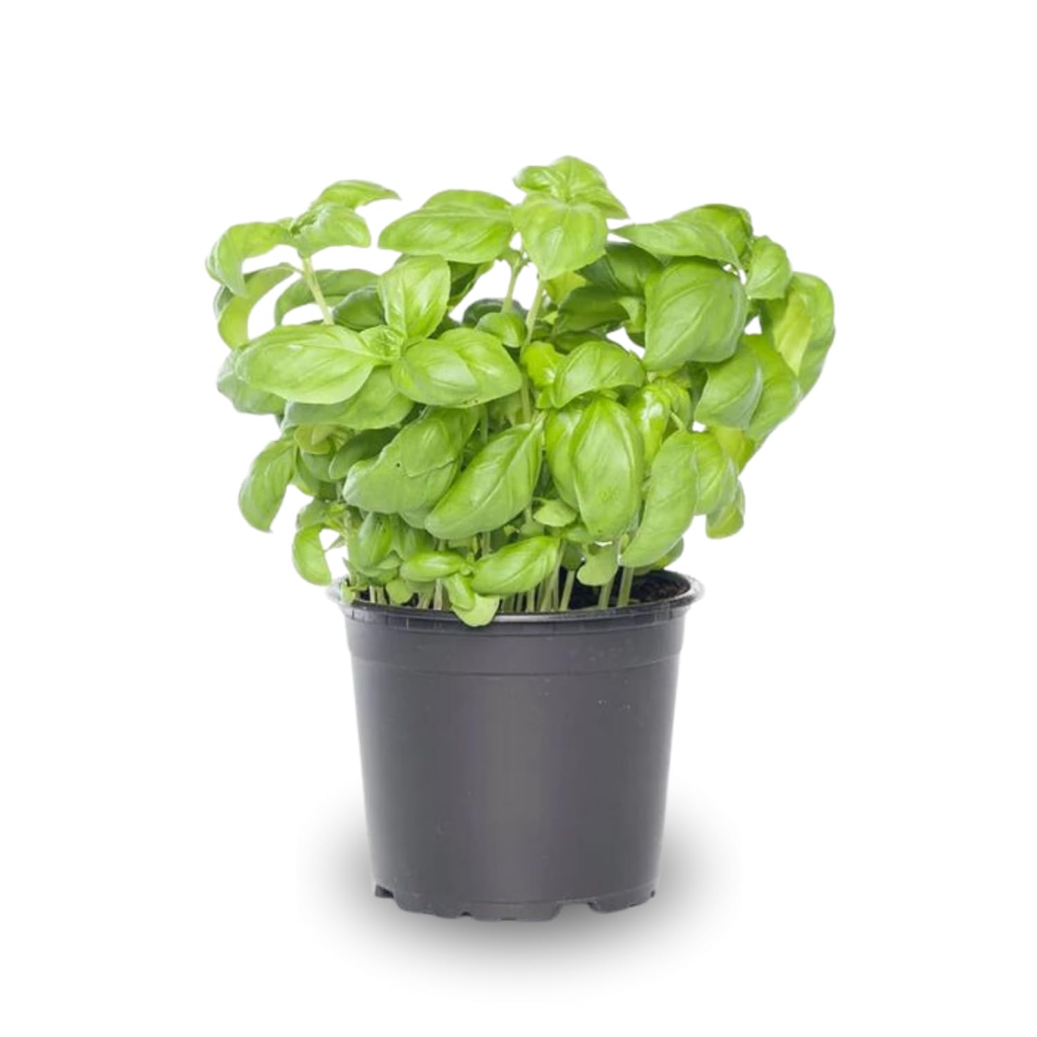best fertilizer plants Gardenera Premium ???-??????? ??-??-?? ?????? ?????????? for Lawns, Plants, Vegetables, Fruits & Flowers, Liquid Plant Food 10-10-10 for Indoor/