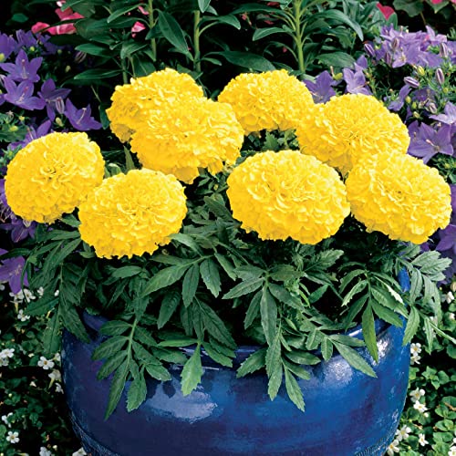 Marigold Seeds - Antigua Series - Yellow - 25 Seed Packet - Tagetes erecta - Non-GMO, Open Pollinated - Flower Gardening