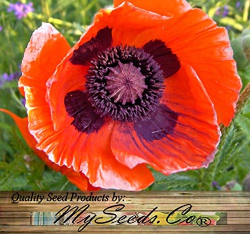 Big Pack - (50,000) Perennial Orange-Scarlet Oriental Poppy Flower Seeds - Papaver Orientale - Non-Gmo Seeds By Myseeds.co (Big Pack - Oriental Poppy) #TOP5