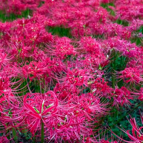 blutblume kaufen - blumenzwiebel garten hochbeete für garten frühblüher - seltene serie - balkon 4zwiebeln