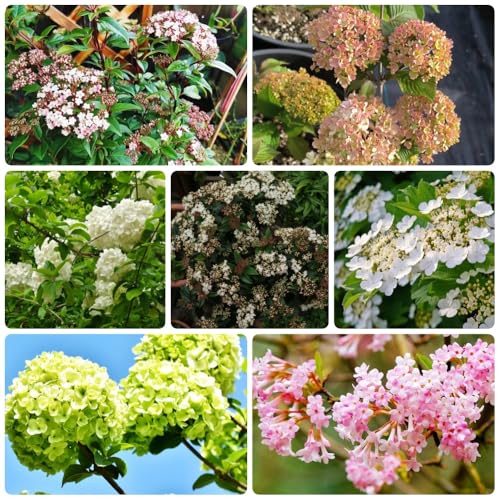 Semillas de bola de nieve, Viburnum dilatatum, exterior resistentes semillas de prados de arbustos 100pcs