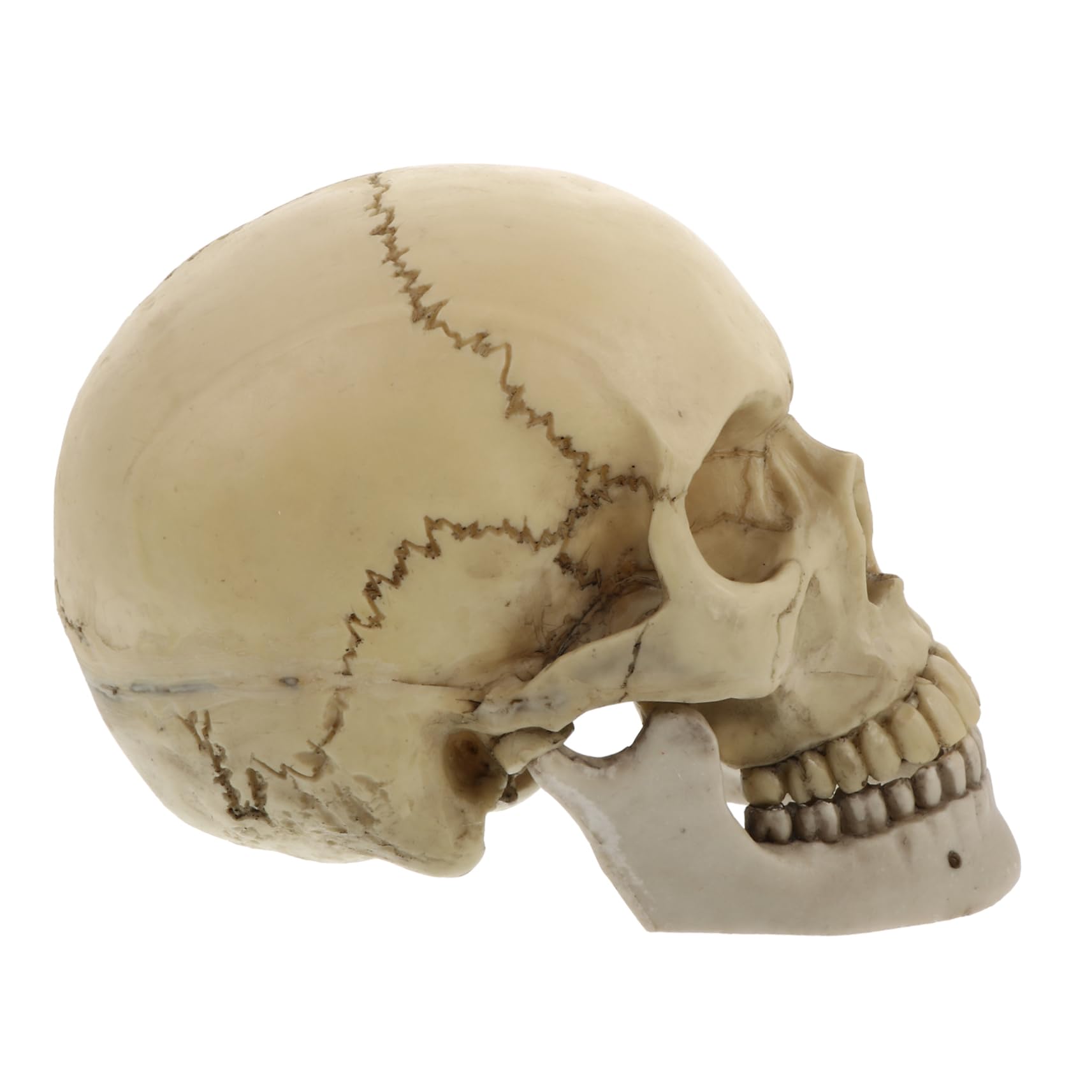 POPETPOP Simulación De Cráneo De Resina Estatua De Cráneo para Adultos Decoración De Halloween para Temáticos como Fiestas y Exhibiciones