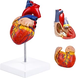 8.2in Human Heart Model Anatomy,Life Size Anatomical Heart with 48 Anatomical Structures & Mounted Display Base & Number Manual,2-Part Medical Heart Model for Cardiology Study,Classroom Demonstration