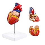 8.2in Human Heart Model Anatomy,Life Size Anatomical Heart with 48 Anatomical Structures & Mounted Display Base & Number Manual,2-Part Medical Heart Model for Cardiology Study,Classroom Demonstration