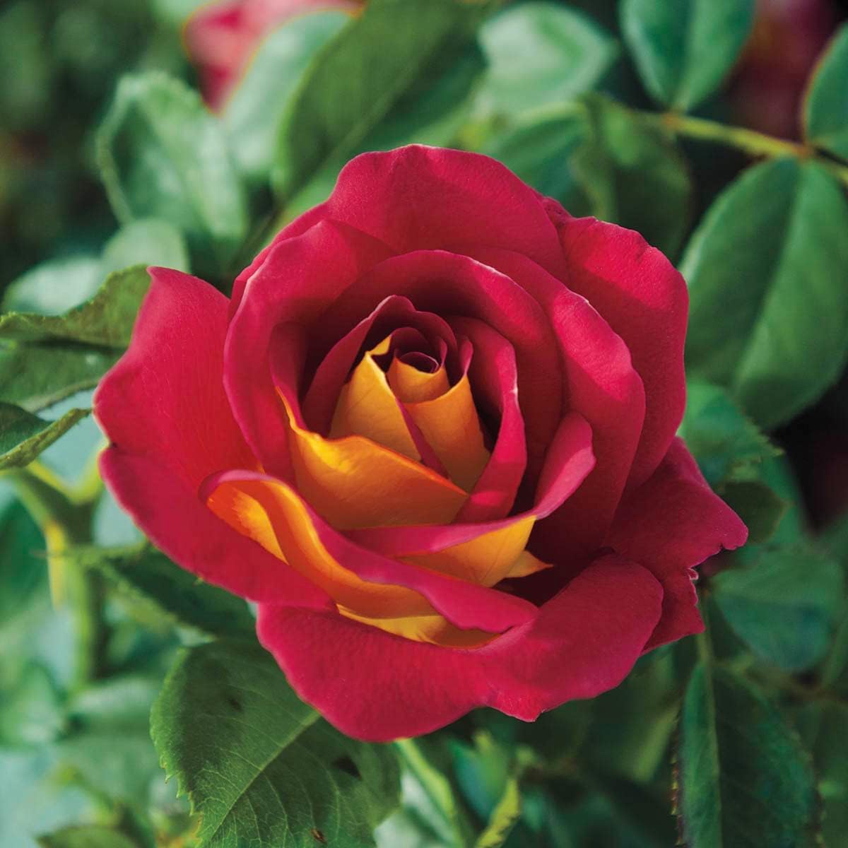BRECK'S - Ketchup and Mustard Dormant Bare Root Floribunda Rose, Includes one Plant per Order